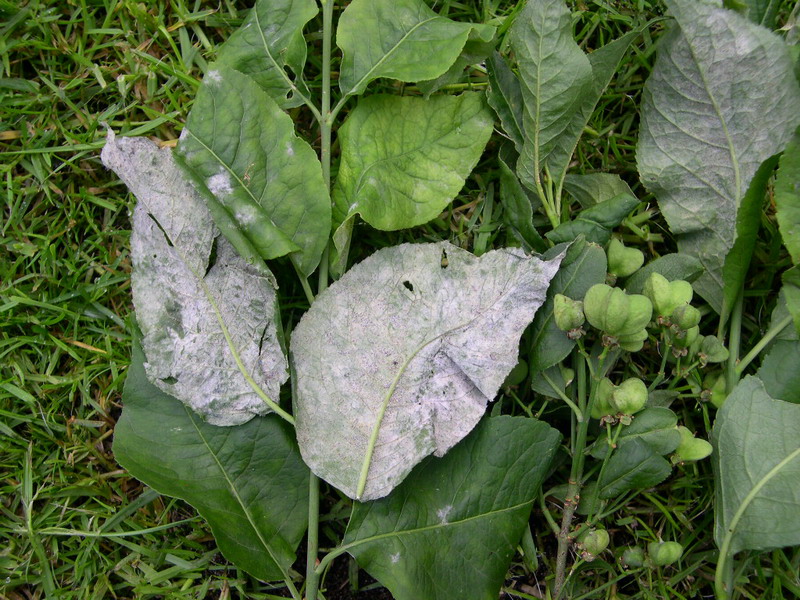 2-Erysiphe euonymi-c.JPG