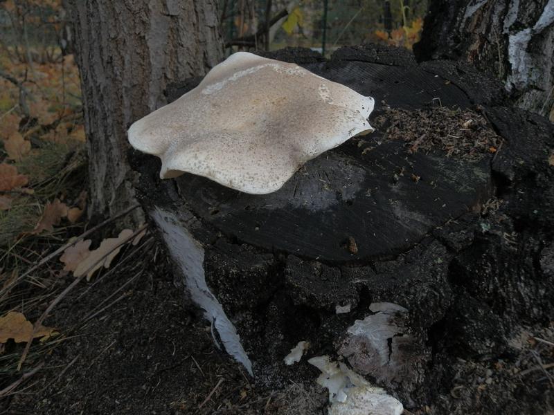 Pleurotus dryinus_2.jpg