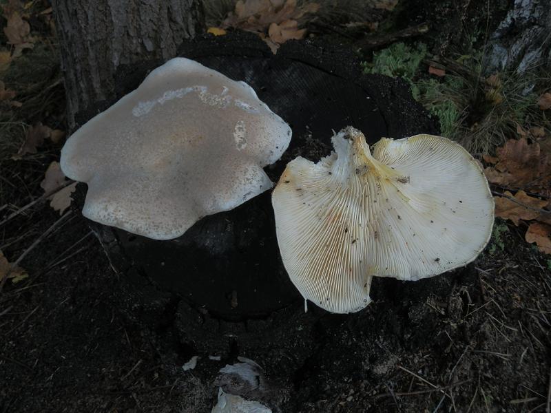 Pleurotus dryinus_2.1.jpg