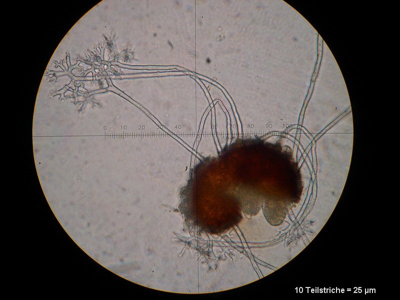 2-Erysiphe euonymi-M1.JPG