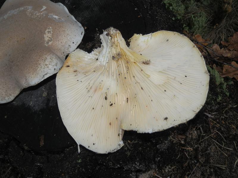 Pleurotus dryinus_2.4.jpg