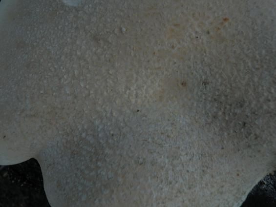 Pleurotus dryinus_2.5.jpg