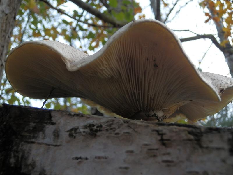 Pleurotus dryinus_2.6.jpg