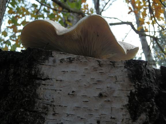 Pleurotus dryinus_2.7.jpg