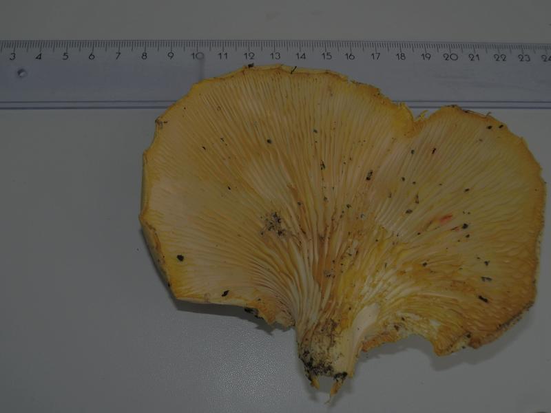 Pleurotus dryinus_2.8.jpg