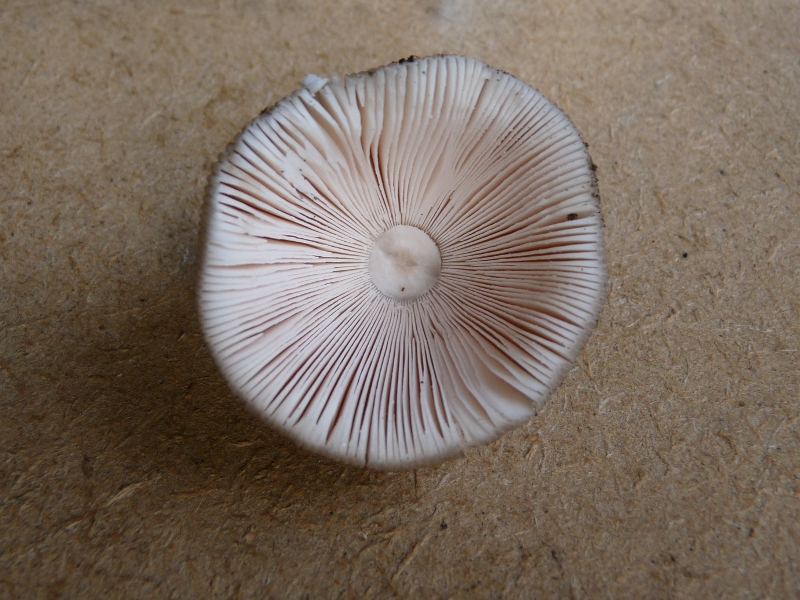 P1060964 Serie 9 .JPG