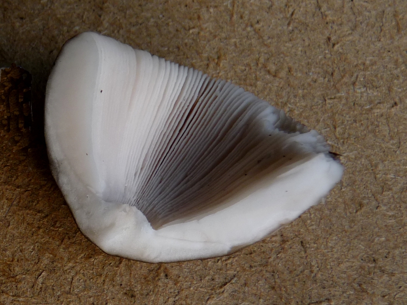 P1060972 Serie 9 .JPG