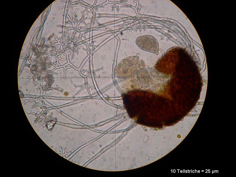 2-Erysiphe euonymi-M2.JPG