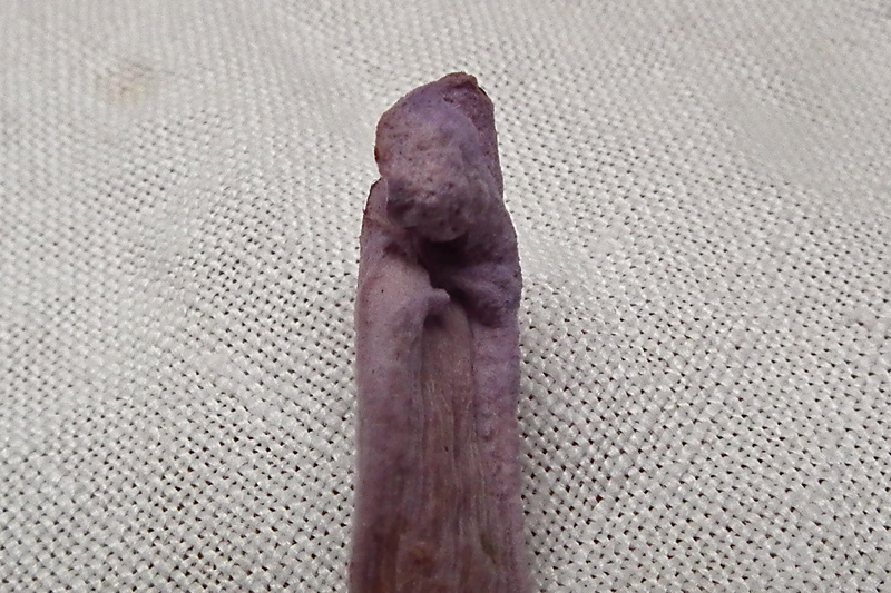 Laccaria_amethy-Missbildg 04_Dbw.jpg