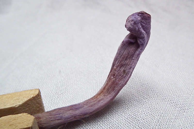 Laccaria_amethy-Missbildg 02_Dbw.jpg