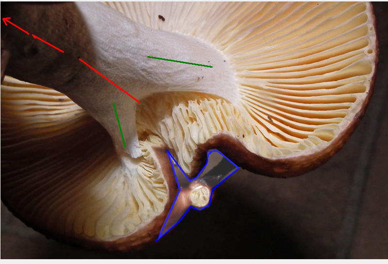 Russula (2a)-Rika.jpg