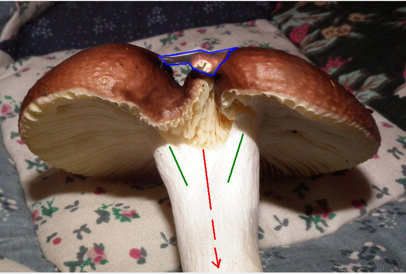 Russula (3a)-Rika.jpg