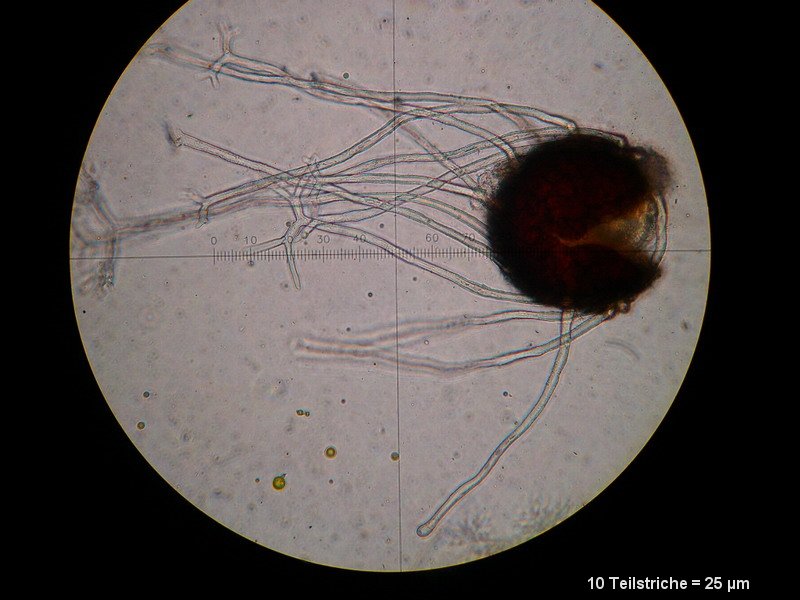 2-Erysiphe euonymi-M3.JPG