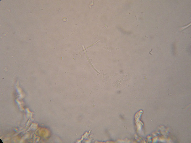 1000er Bären (2).JPG