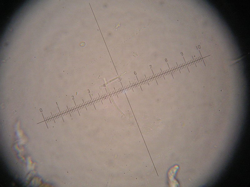 1000er Bären (6).JPG