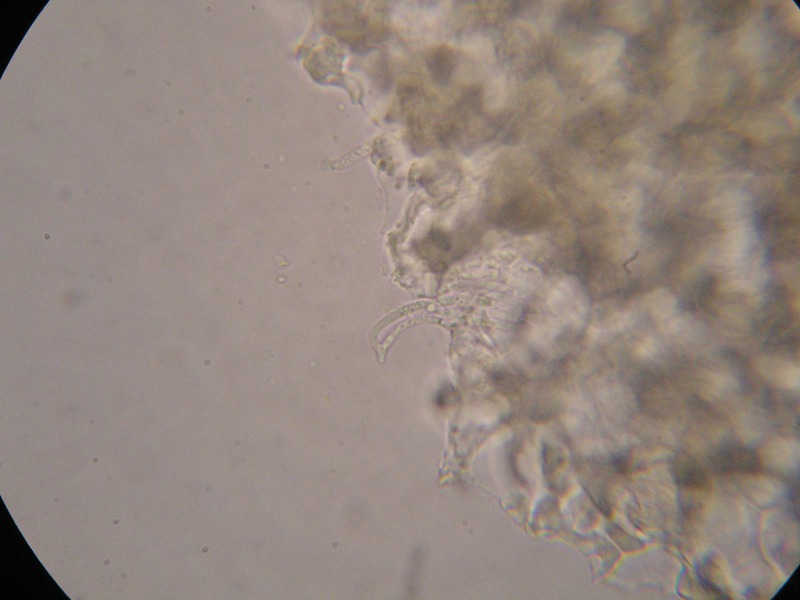 1000er Bären (15).JPG