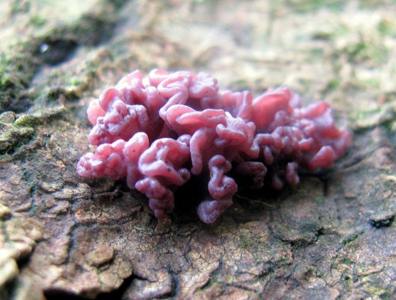 Fleischroter Gallertbecher.jpg