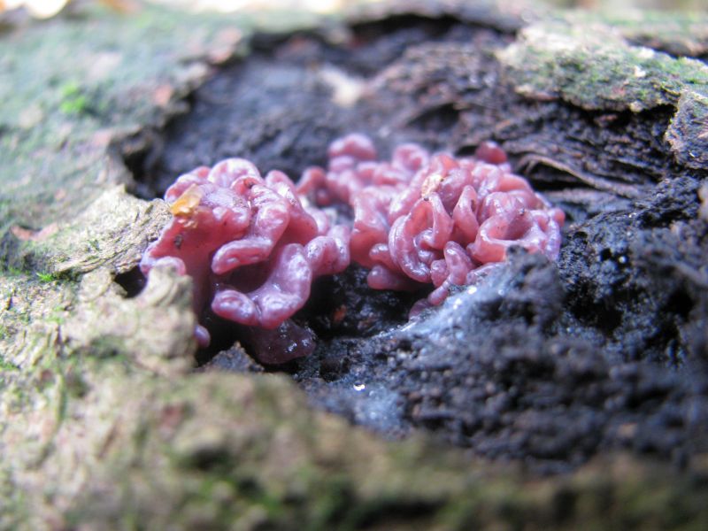 Fleischroter Gallertbecher  (2).jpg