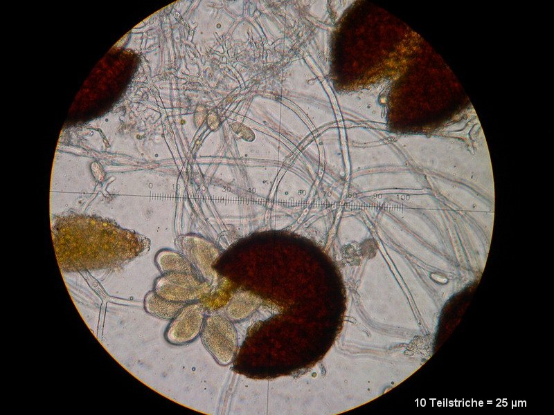 2-Erysiphe euonymi-M4.JPG