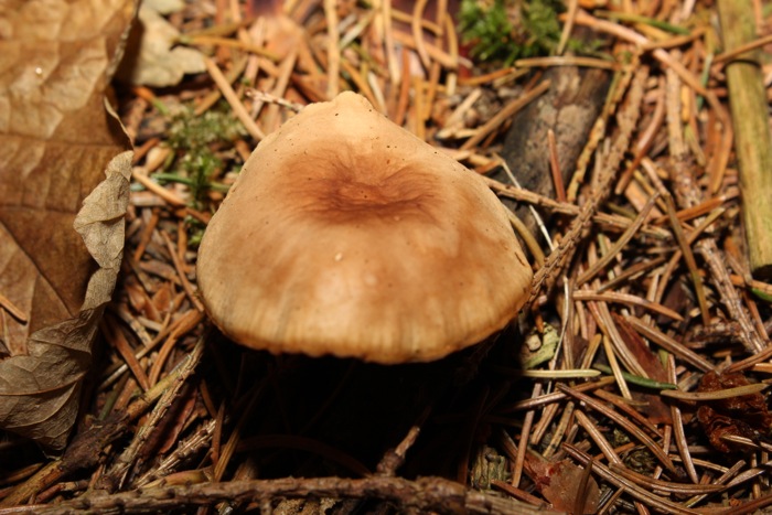 Pilz 2 Oberseite