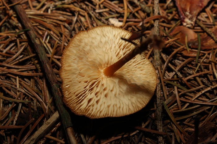 Pilz 2 Unterseite
