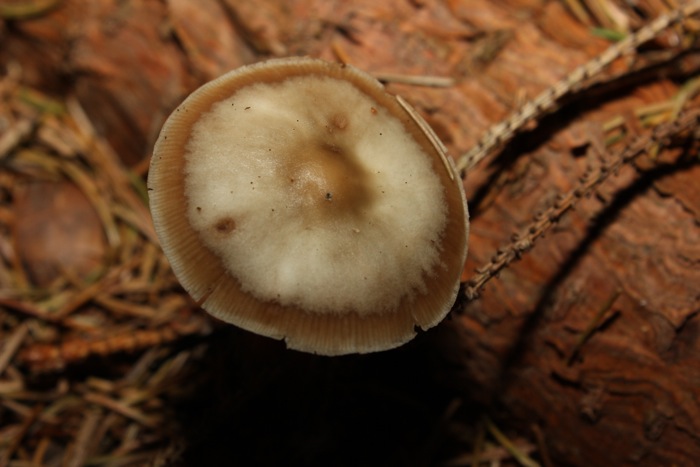 Pilz 4 Oberseite