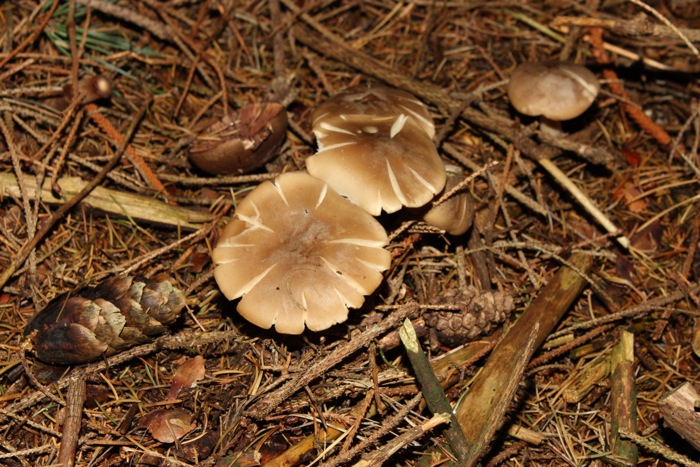 Pilz 6 Oberseite