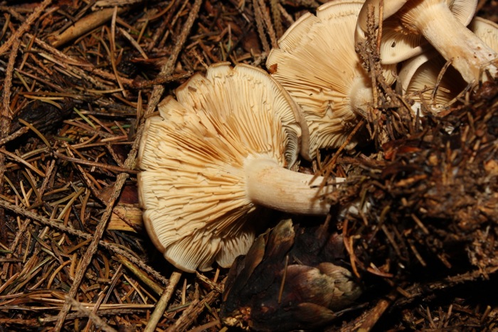 Pilz 6 Unterseite