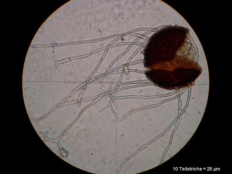 2-Erysiphe euonymi-M5.JPG