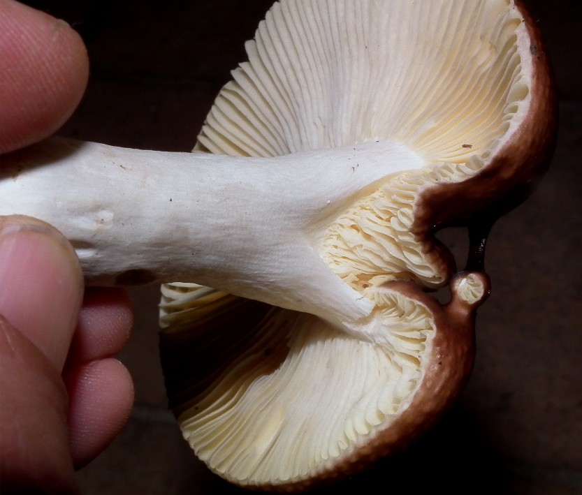 Russula_integra_662_Dbw.jpg