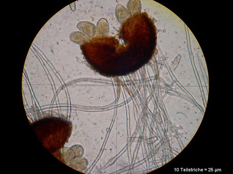 2-Erysiphe euonymi-M6.JPG