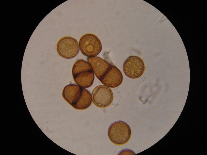 1000er Graup (1).JPG