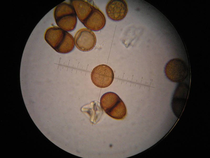 1000er Graup (13).JPG