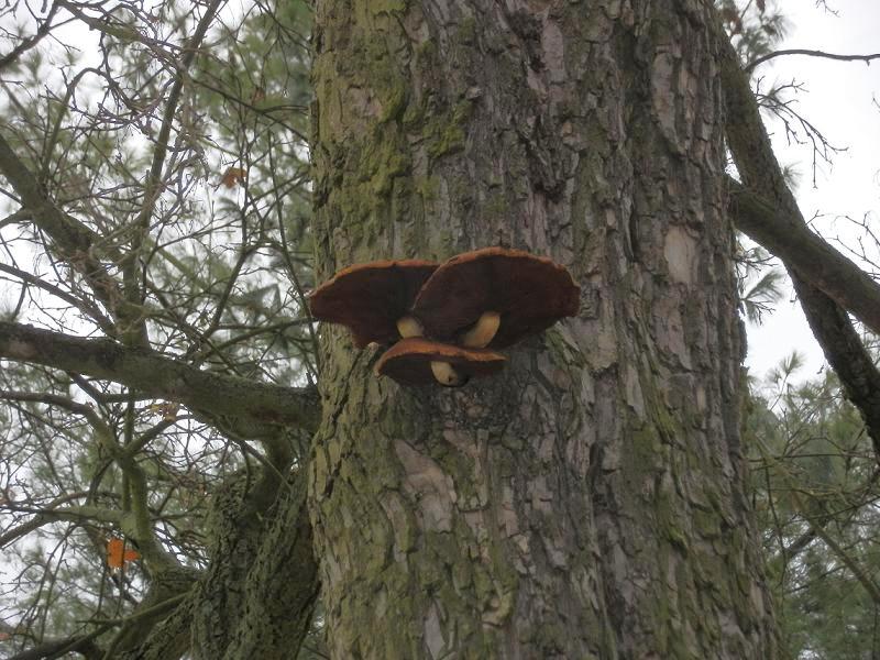 Bilder_03.11.12 003.3r.jpg