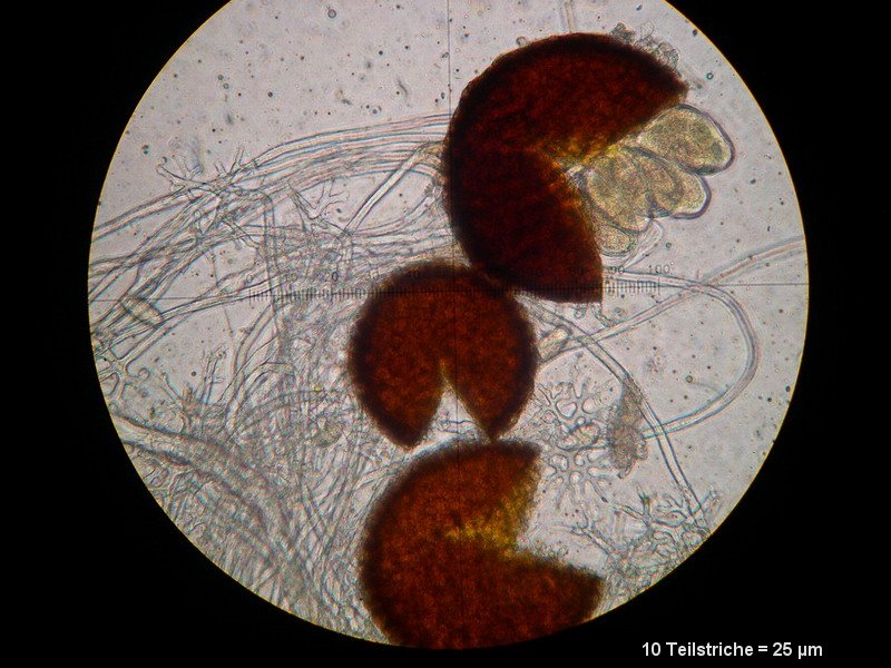 2-Erysiphe euonymi-M7.JPG