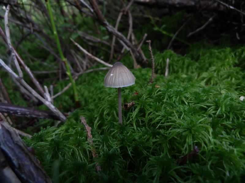 Mycena sp_a.jpg