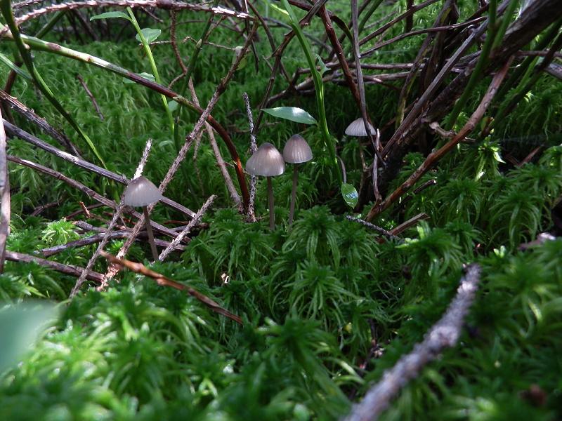Mycena sp_c.jpg