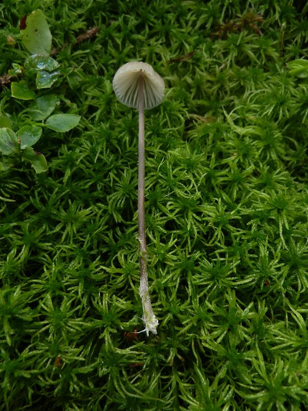 Mycena sp_d.jpg