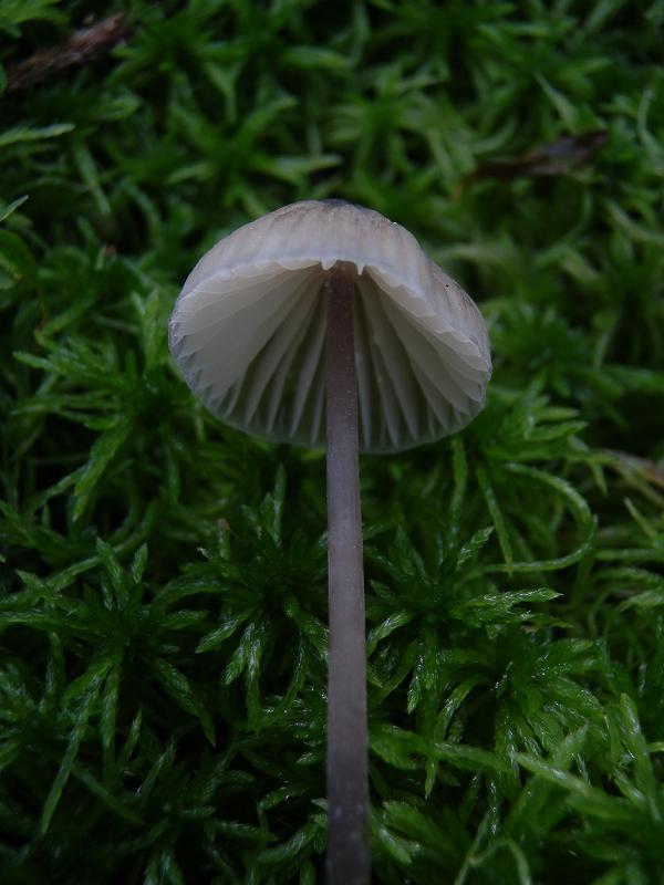 Mycena sp_f.jpg