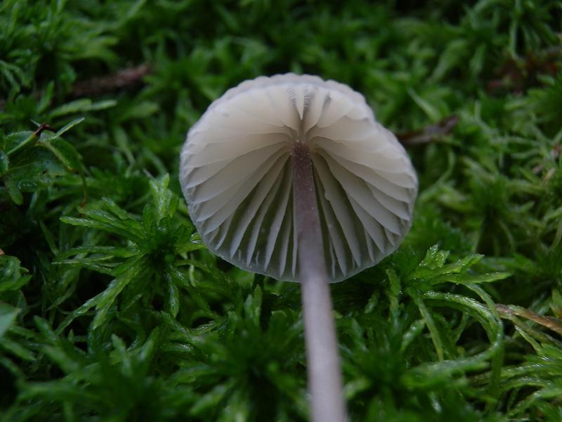 Mycena sp_g.jpg