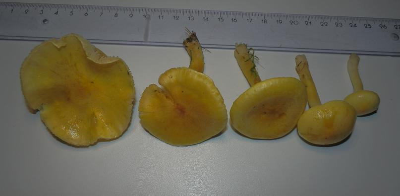 Hygrophorus lucorum_1.JPG