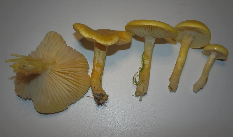 Hygrophorus lucorum_1.2.JPG