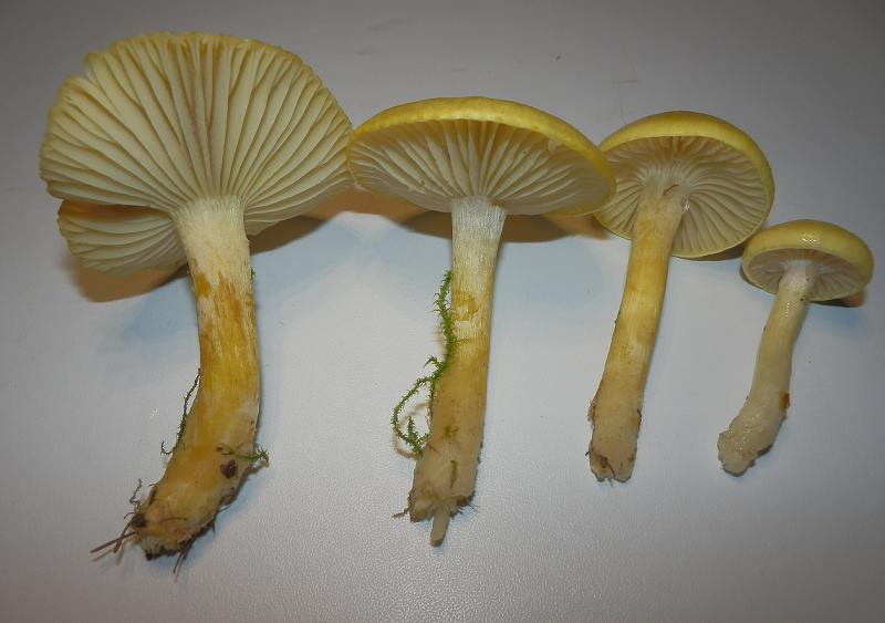 Hygrophorus lucorum_1.3.JPG