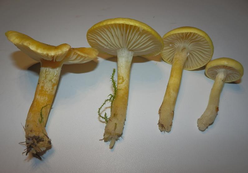 Hygrophorus lucorum_1.4.JPG