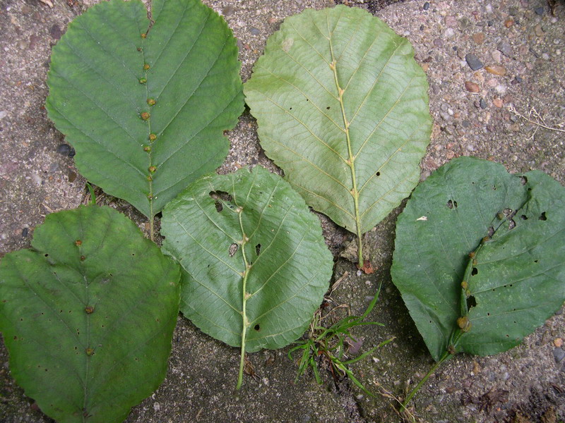 Eriophyes inangulis-Gallmilbe-a.JPG