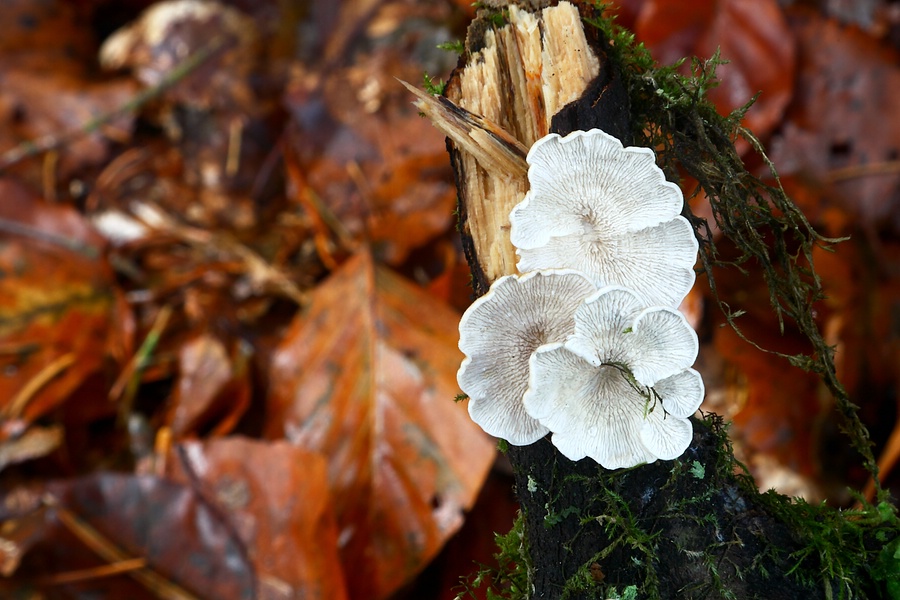 Forum - Plicaturopsis crispa (1).jpg