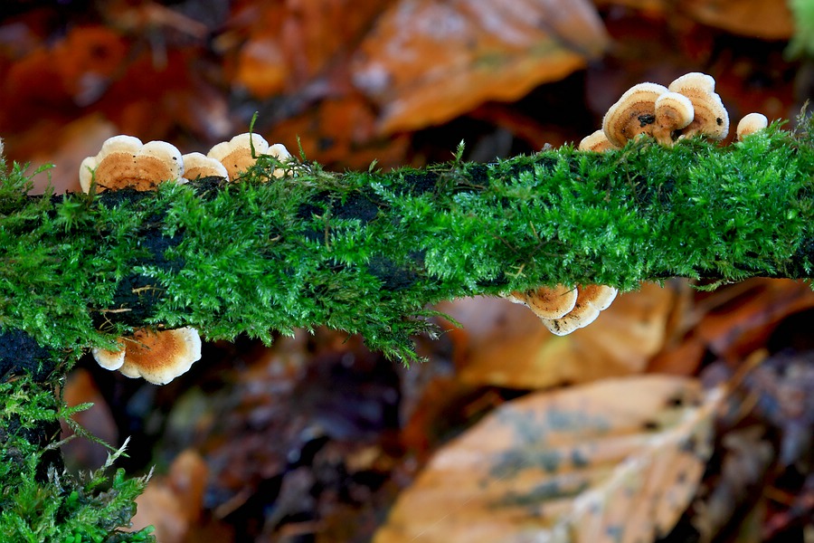 Forum - Plicaturopsis crispa.jpg