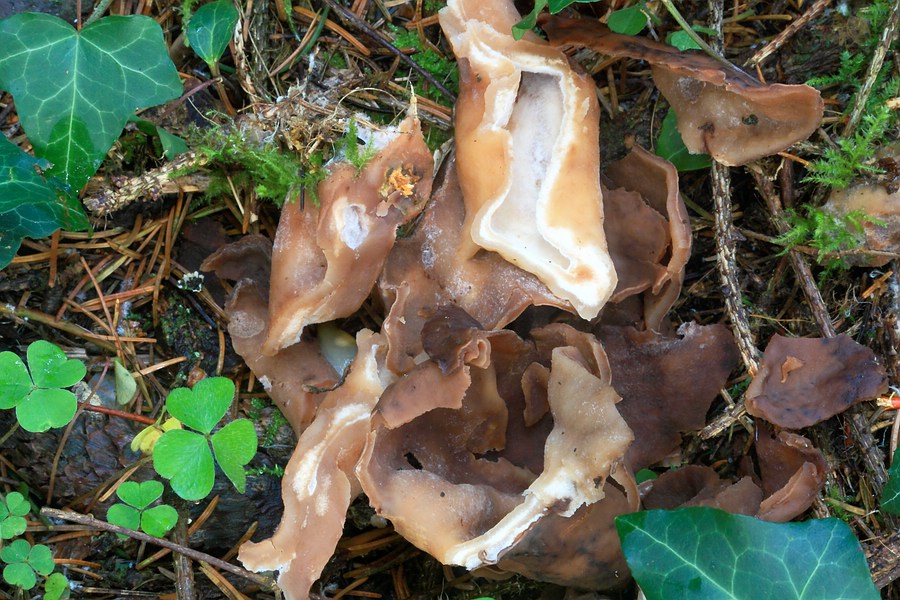 Forum - Gyromitra infula (Bischofsmütze) 2012.11.07 - Fk1 - Einzelteile.jpg