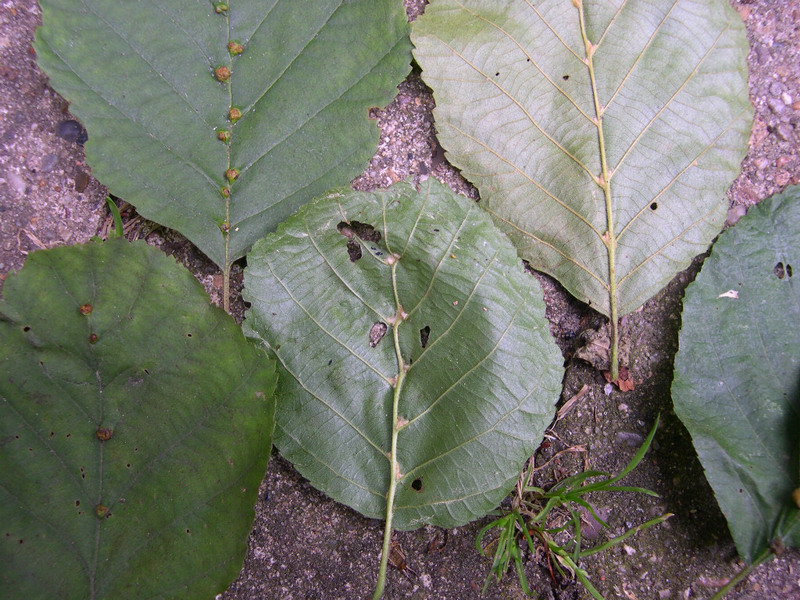 Eriophyes inangulis-Gallmilbe-b.JPG