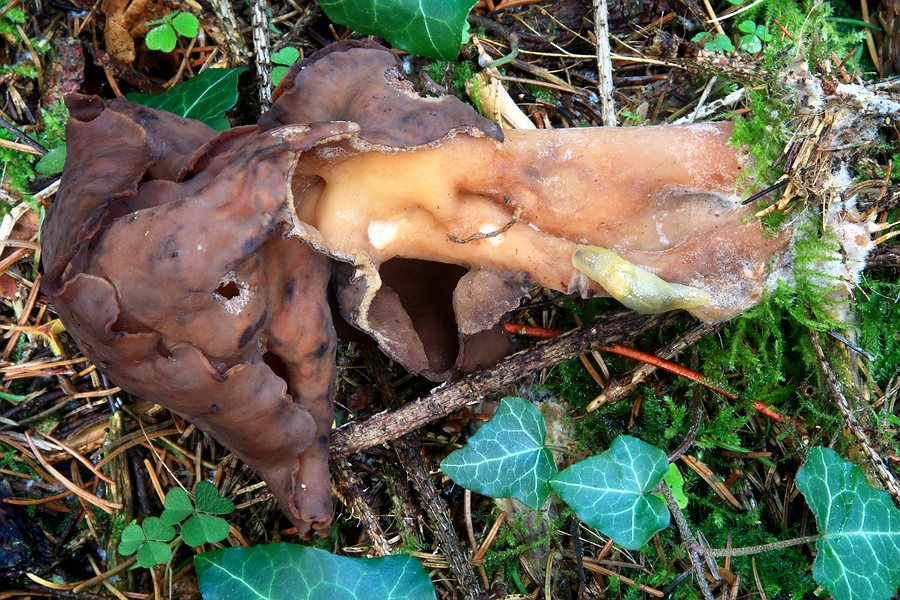 Forum - Gyromitra infula (Bischofsmütze) 2012.11.07 - Fk1 - Gesamtansicht.jpg